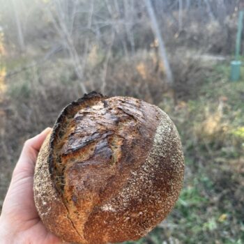 Table Loaf- 20% Whole Wheat- Plain or Roasted Garlic and Rosemary